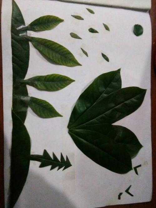 春天的花和叶——石泉六二树叶(花瓣)粘贴画