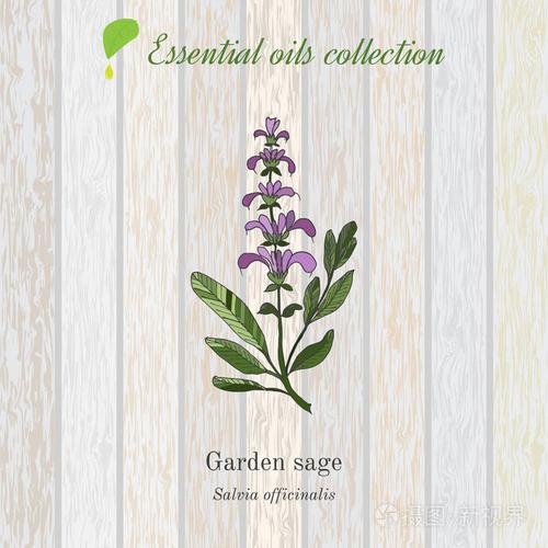 鼠尾草, 精油标签,芳香植物.矢量