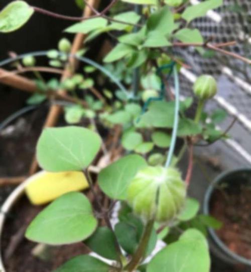 铁线莲常见病害,2种"疾病",危害巨大,抑制生长,影响