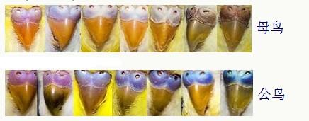 娇凤鹦鹉怎么分公母 跪求 是娇凤 不是玄凤 毛是绿色的