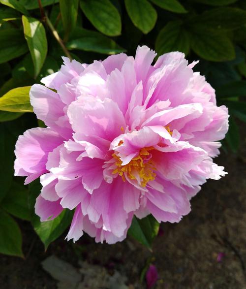 芍药花开赛牡丹