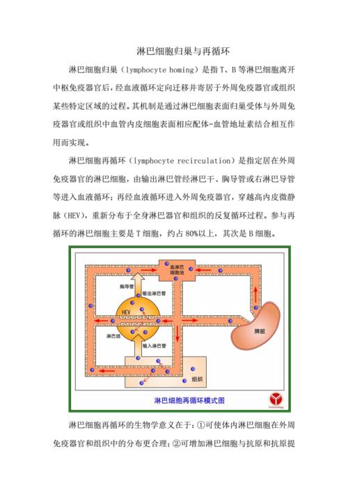 淋巴细胞归巢与再循环pdf2页