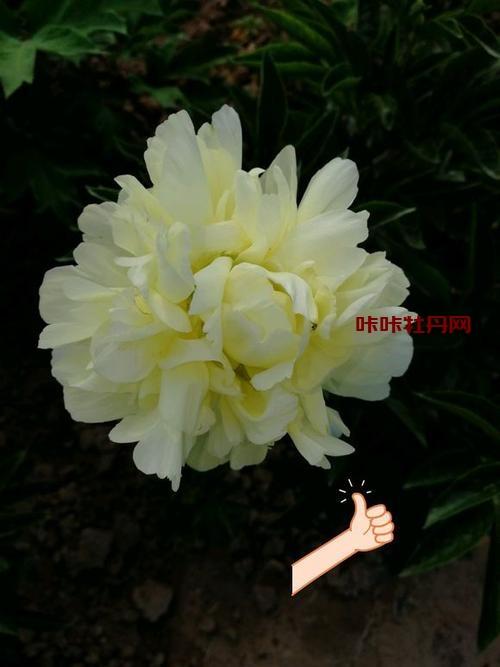 首页 芍药 黄金轮芍药属于复瓣的黄色品种,因黄色芍药本就稀少而名贵.