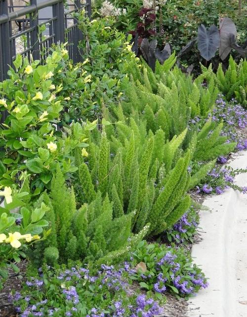 多年生宿根四季常绿盆栽狐尾天门冬狐尾巴庭院花卉