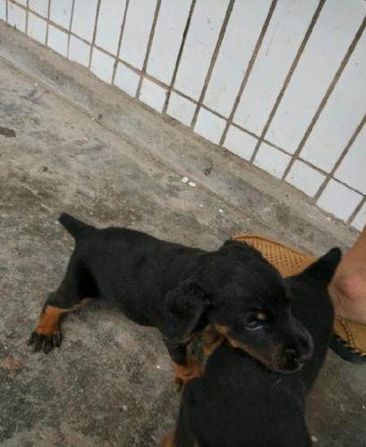 猎梗,杜高,马犬等处理了—重庆重庆周边马犬