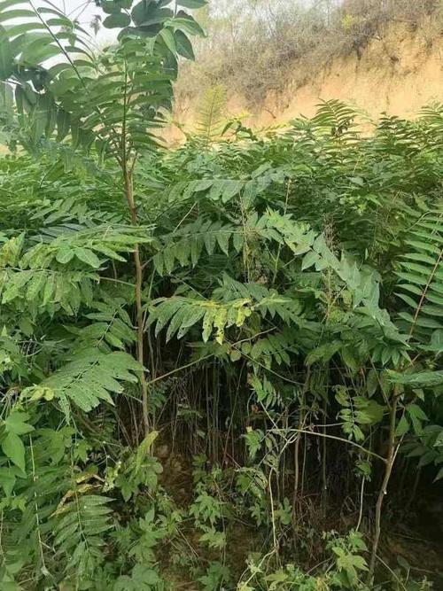1米臭椿小苗产地 ,山西哪里有1年臭椿苗出售?