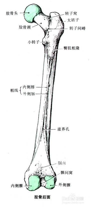 后面为髁间窝,侧面分别有内上髁和外上髁. 股骨体:略呈弓状,凸侧向前.