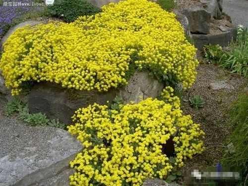 4-5个月包装:2000粒,500粒/克花色:黄色株高:20-30cm金山1,岩生庭芥