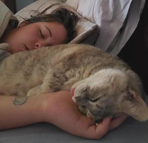 21,"每当我躺下准备睡觉时,猫咪就会趴在我的胸口和我一起睡.