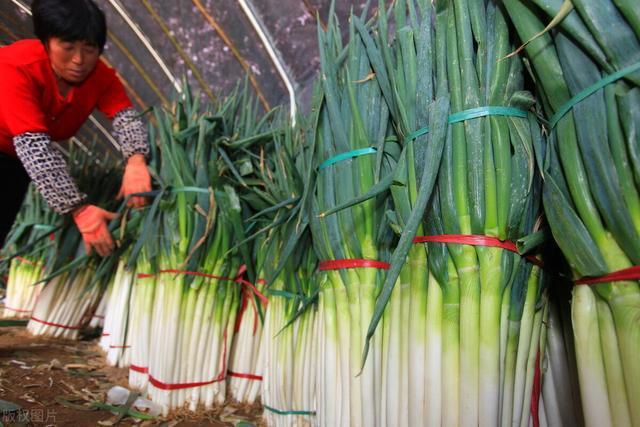 大葱怎么放才能不干不烂2个小窍门很实用操作简单效果很好
