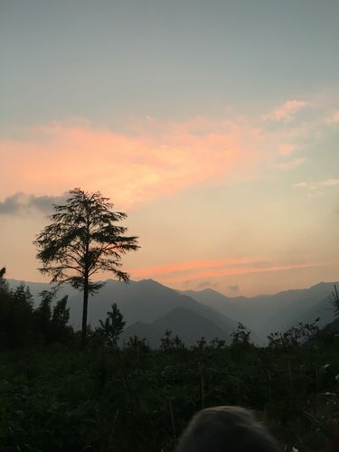 采菊东篱下,悠悠见南山