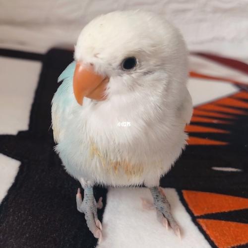 牡丹鹦鹉宝宝这是置顶薄荷与大头蓝闪派的崽_鹦鹉_牡丹_松石_手养牡丹