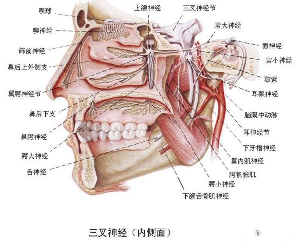 解剖基础5鼻腔神经