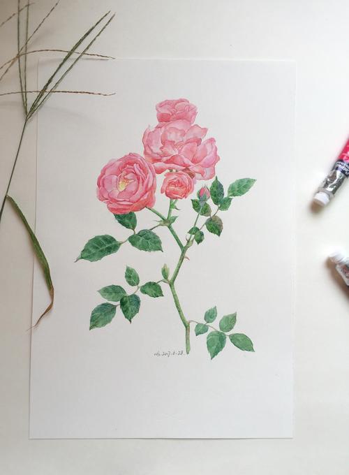 原创水彩画 水彩花卉 蔷薇