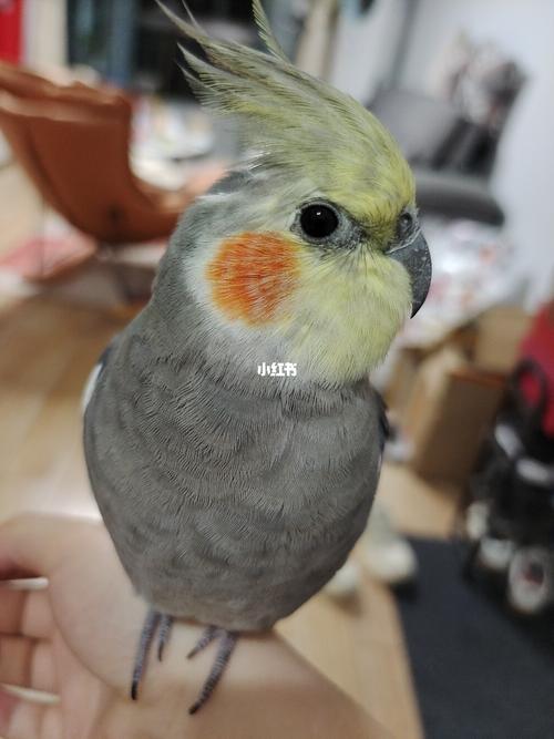 原始灰玄凤_鹦鹉_玄凤鹦鹉_宠物_宠物其他