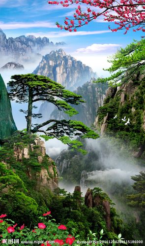 黄山迎客松图片