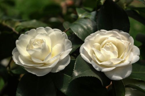 白山茶花的寓意是什么 白山茶花花语