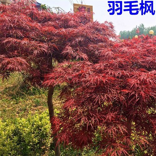 羽毛枫树羽枫苗木庭院植物日本红枫苗蝴蝶枫树苗稻叶红羽毛枫苗 2.