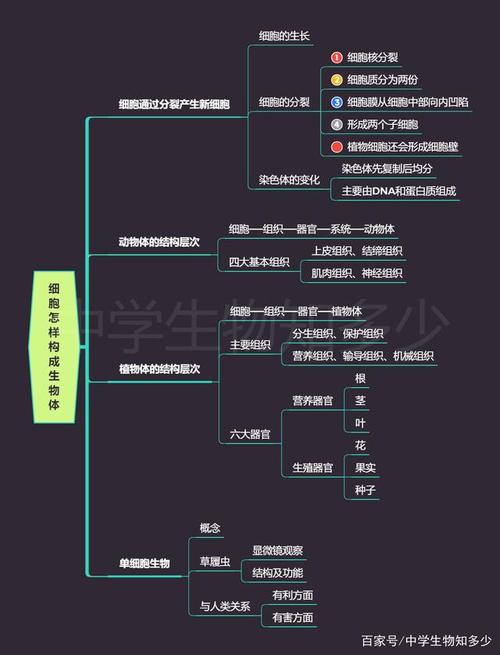 细胞怎样构成生物体