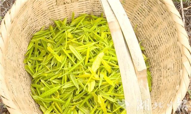 原标题:武汉最大黄金茶种植基地在新洲开园