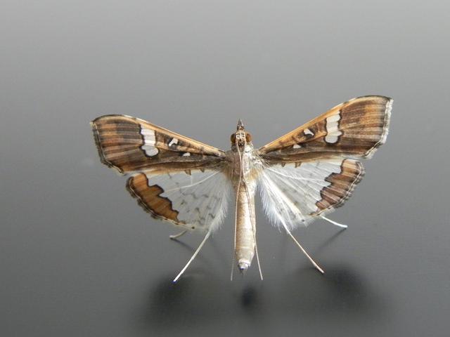 飞蛾扑火的原因是因为昆虫的趋光性吗飞蛾有不一样的话要说