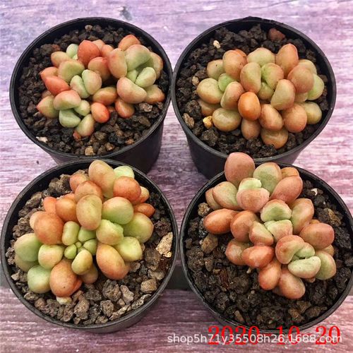 基地批发十二卷属多肉植物 先锋派 水晶寿单头多肉品种状态