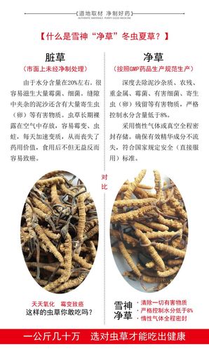中华第一补:雪神净草——净制冬虫夏草