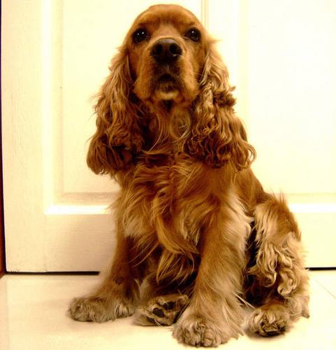 英国可卡犬(english cocker spaniel)又称