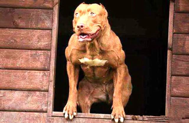 原创比特犬贪吃不胖,主人一脸发愁,只好让比特犬拉砖头锻炼肌肉