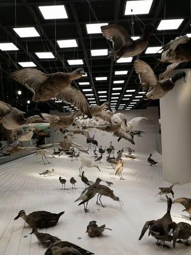 上海自然博物馆观后感