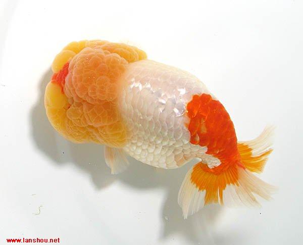 一组兰寿福寿金鱼照片