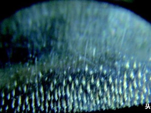 犀角驴蹄子水牛角怎么区分