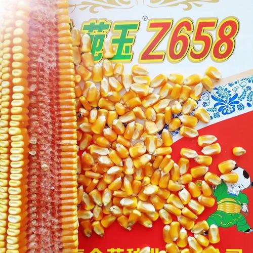玉米品种琳琅满目,选对好的玉米种才能踏上丰收路.