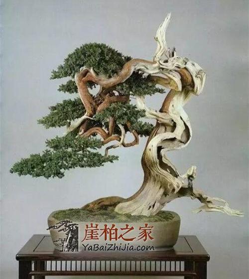 崖柏为根艺之王,崖柏盆景同样是"盆景之王"!