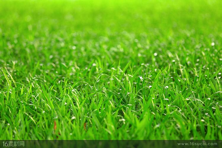 清晨草地景色高清图片