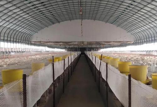 陕西合阳县:致富鸭子"嘎嘎叫"