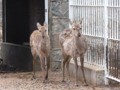 换夏装中的马鹿和梅花鹿