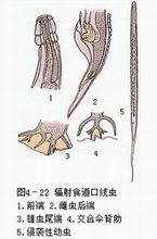 肠道线虫-辐射食道口线虫