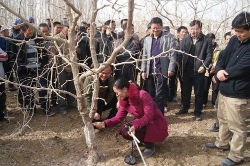 上图为林业技术人员现场示范枣树修剪技巧上图为若羌枣农拉运优质