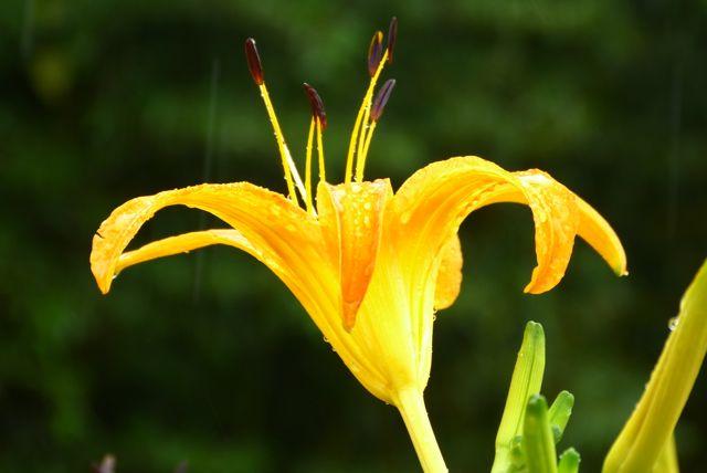 金针花