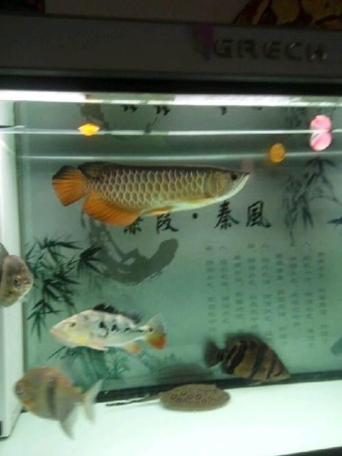 蓝底高背金龙便宜出