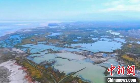新疆艾比湖湿地繁衍鸟类逐年增多