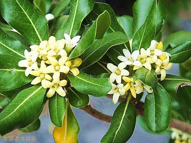 海桐花的观赏应用