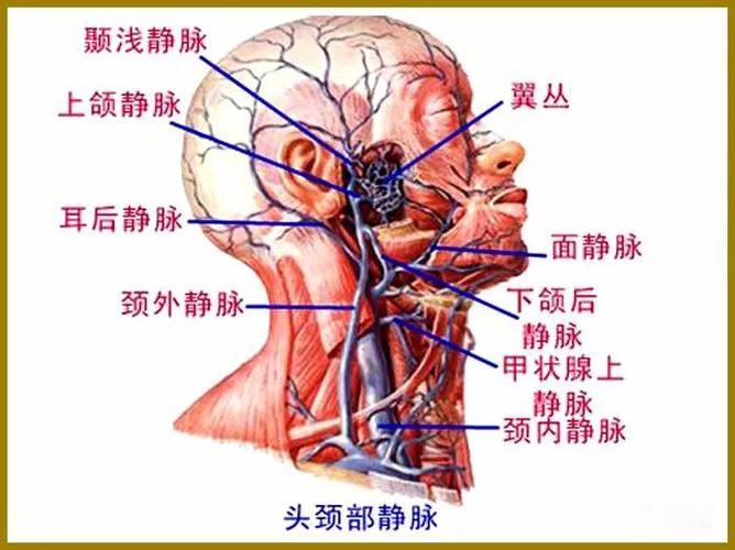 4,腮腺内部的结构在腮内部主要有横行的面神经 facial nerve,纵行的