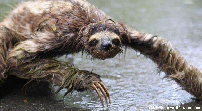 水猴子什么的都是一些别有用心的人造的谣,真正的水猴子其实就是水鬼