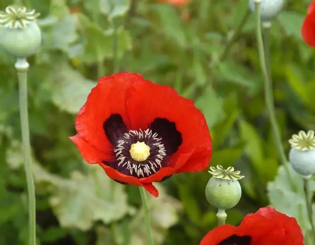 "邪恶之花"碰不得!教你辨别罂粟和虞美人,不要傻傻分不清!