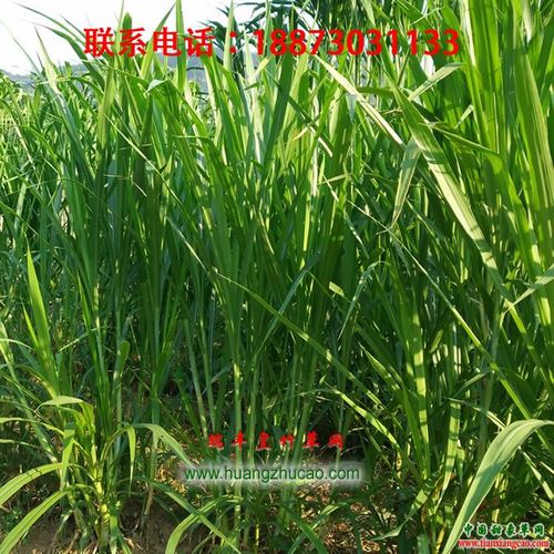 新型皇竹草营养成分