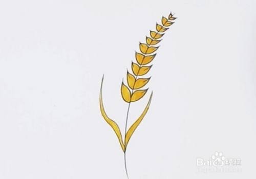 如何画麦穗简笔画