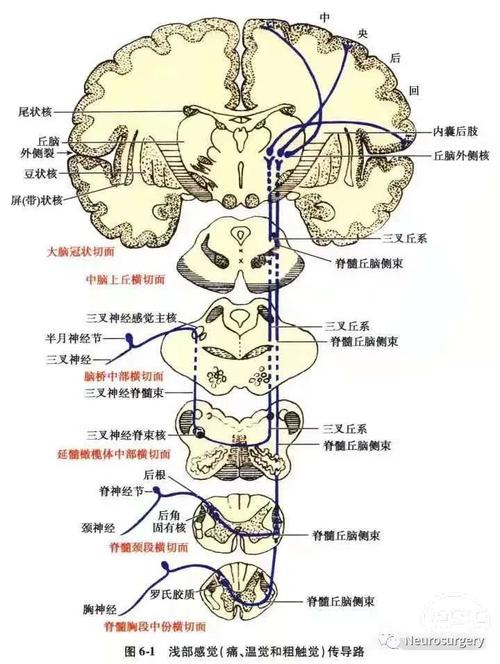 【赞】感觉传导通路详解