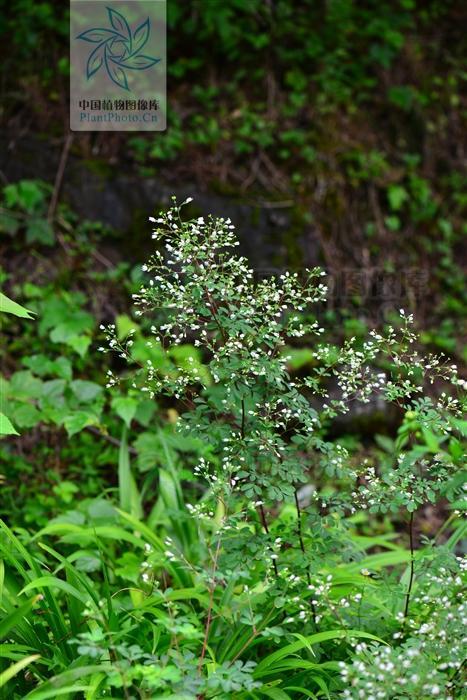 九牛二虎草,见过吗?能清热解毒,活血止痛